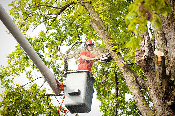 Why Choose Our Tree Removal Services in Lynchburg, MS?